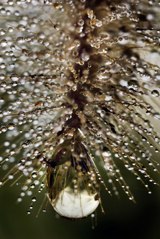 Natures Chandelier