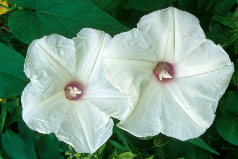 Wild Potato Vine (Ipomoea pandurata)