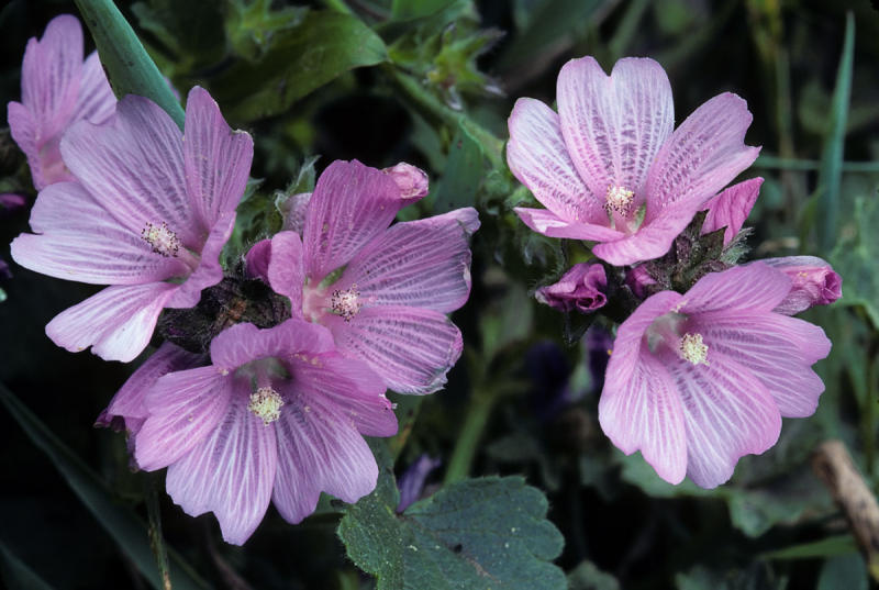 Checker Bloom (Sidalcea malvaeflora)