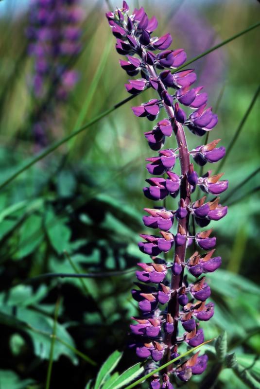 Swamp Lupin