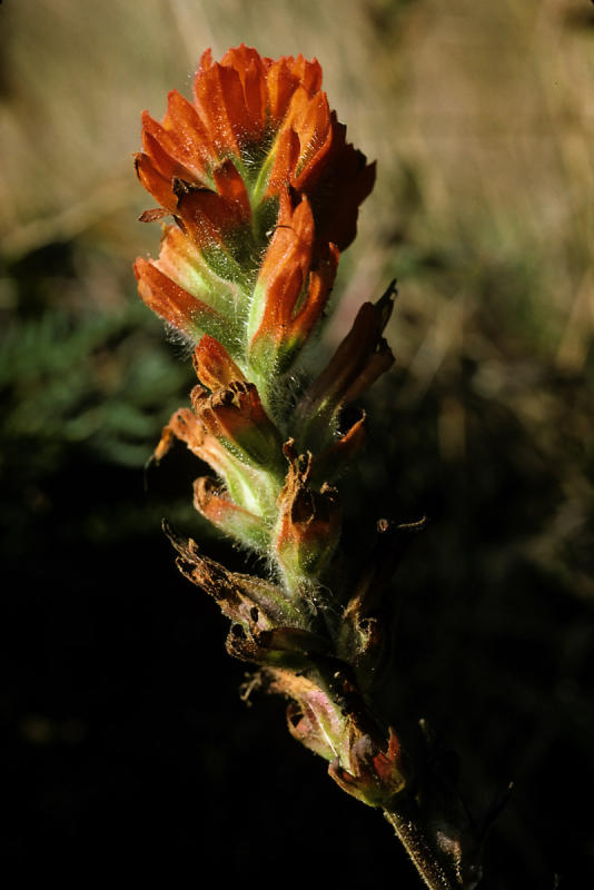 Seaside Paintbrush (Castilleja wightii)