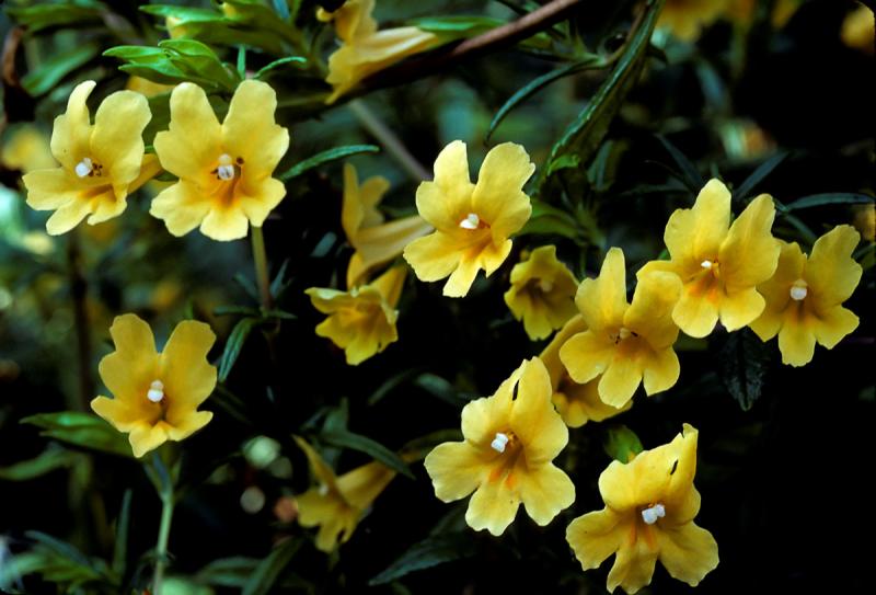 Sticky Monkey Flower (Mimulus aurantiacus)