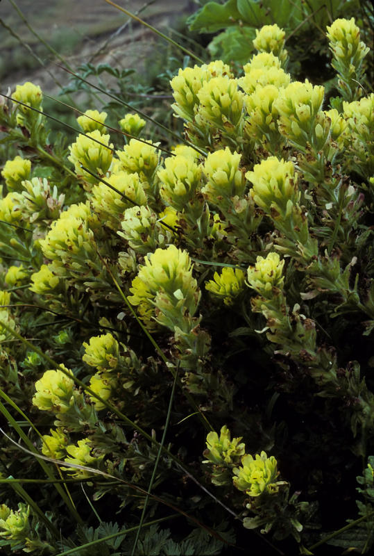 Seaside Paintbrush (Castilleja wightii)