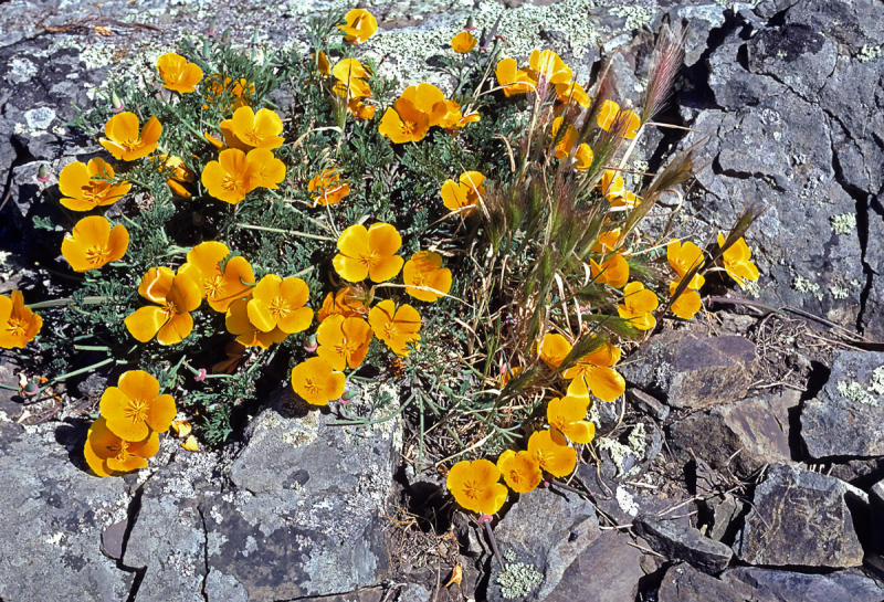 Californian Poppies