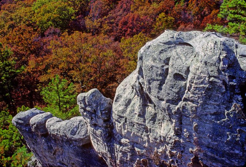 Rock and Forest