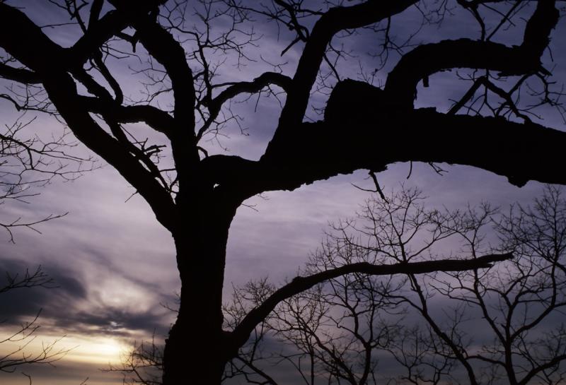 Glade Tree