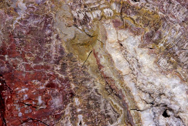 Petrified Wood Grain