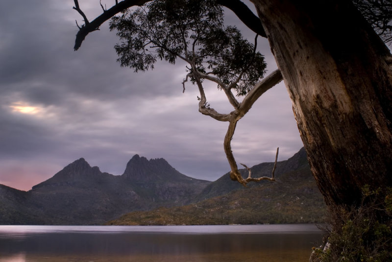 Cradle Mt, Dove Lake and snow gum tree