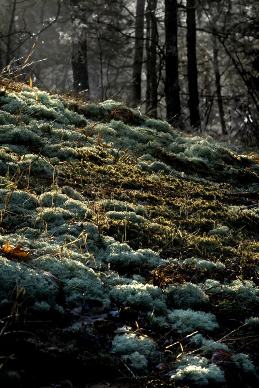 Labarque Glade