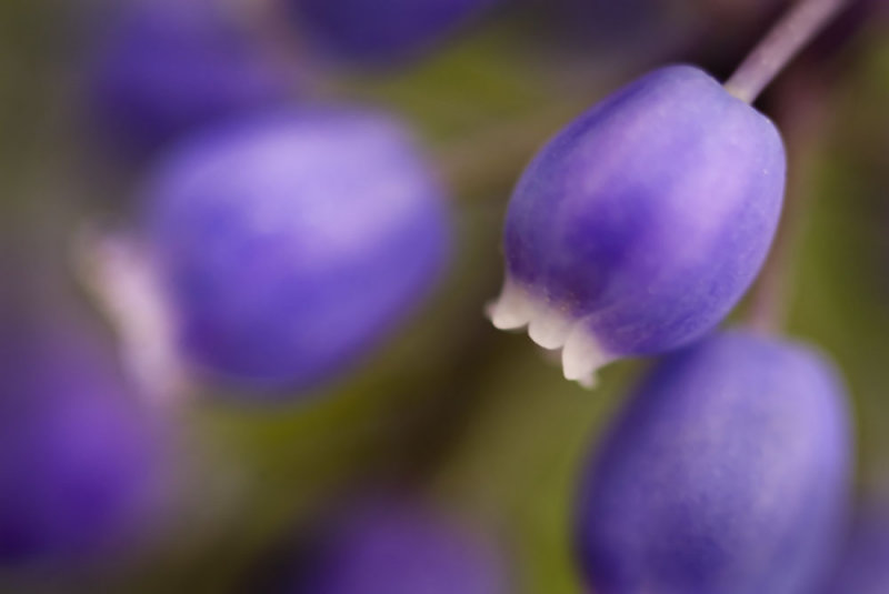 grape hyacinth