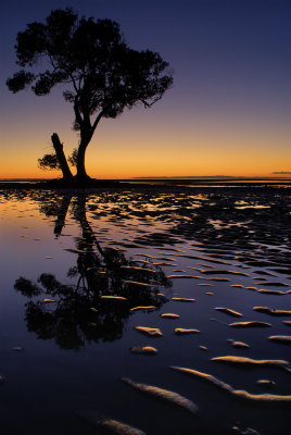 Mangrove reflection at dawn