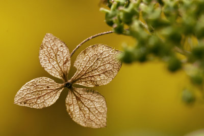 Hydrangea