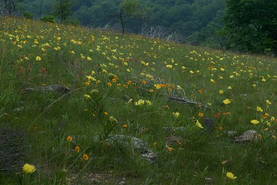 Field of flowers