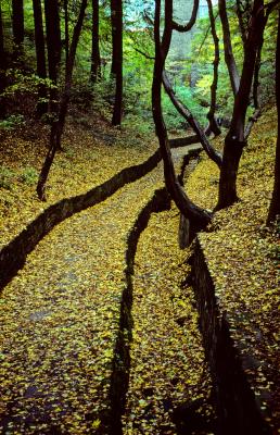 Odenwald Path