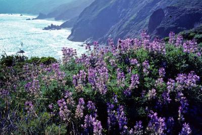 Lupin Flowers with a View