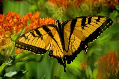 Tiger Swallowtail (Pterourus glaucus glaucus)