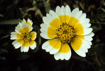 Tidy Tips (Layia platyglossa)