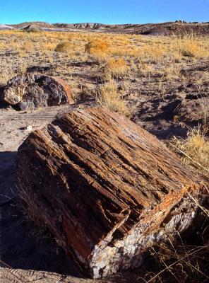 Petrified logs near Blue Mesa