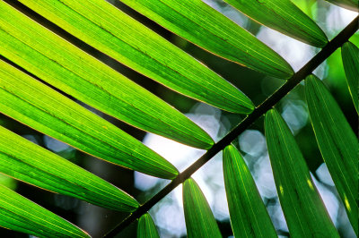 Piccabean Palm