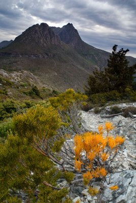 coloued leaves and Cradle Mt.