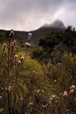 flowers and misty peaks