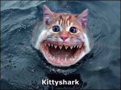 SharkCat.jpg