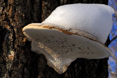 Mushroom winter