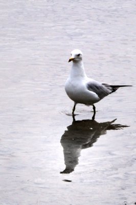 Mouette