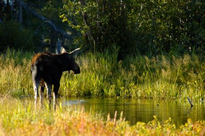 Moose in morning light