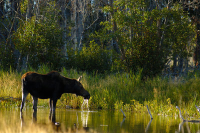 Moose in morning light