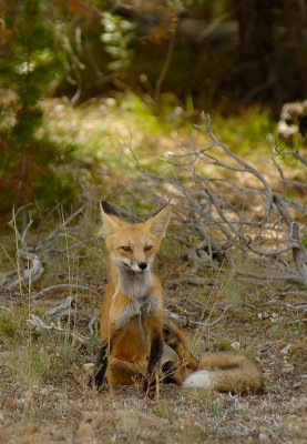 fox at Oxbow Bend, Grand Teton