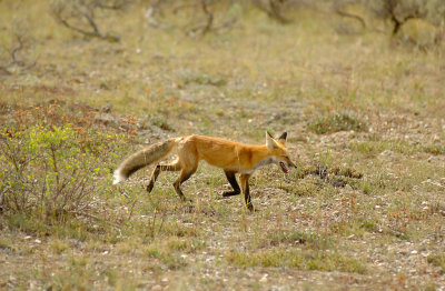 fox at Oxbow Bend, Grand Teton