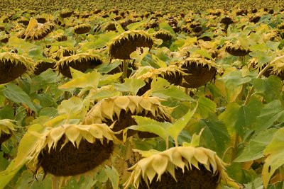 Sunflower crop
