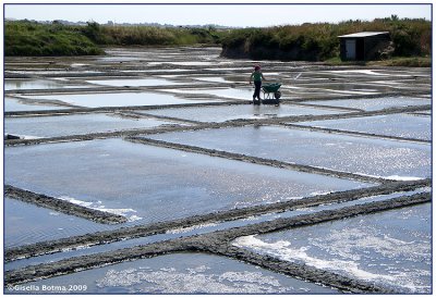 Salt production fields