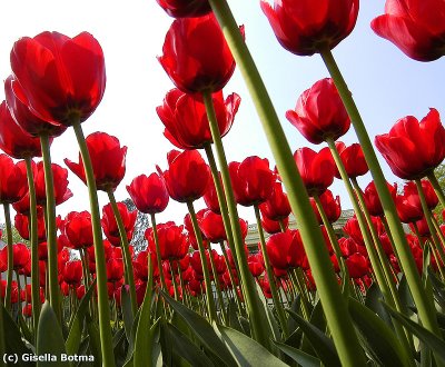 red tulips 1