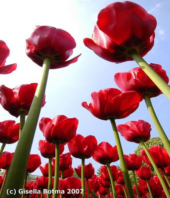 red tulips 2