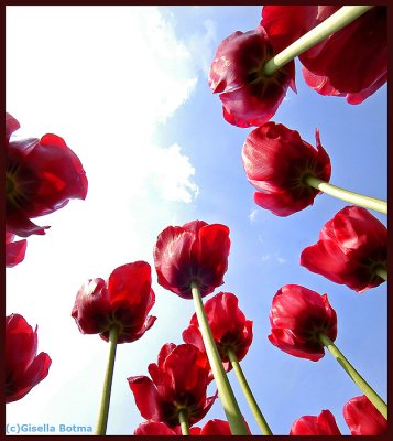 red tulips 3