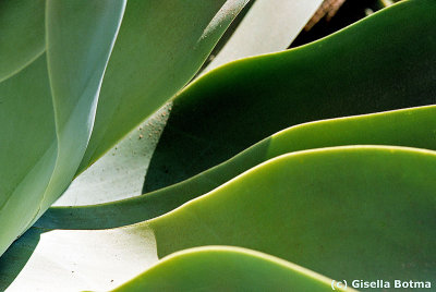 cactusleaf closeup