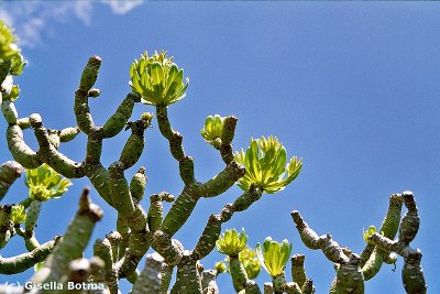 cactustree