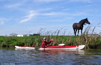 talking to horses