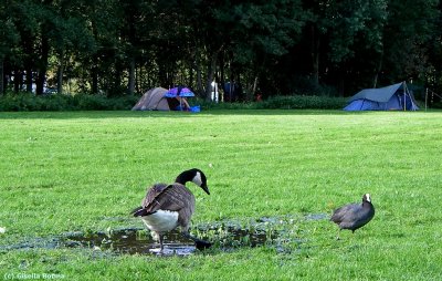 wet camping