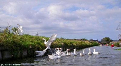 white geese 1