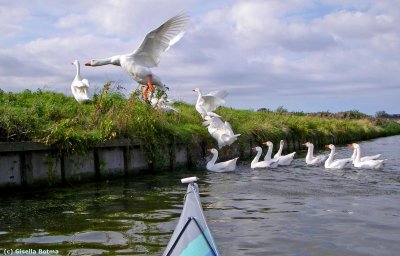 white geese 2