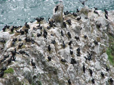 Bird rock.JPG
