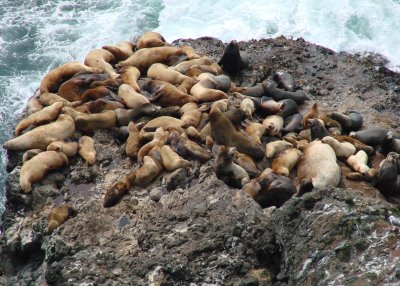 Seal rock 02.JPG