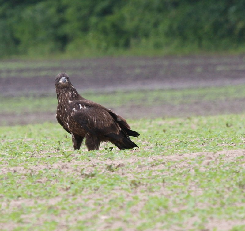 Juvenile Bald Eagle