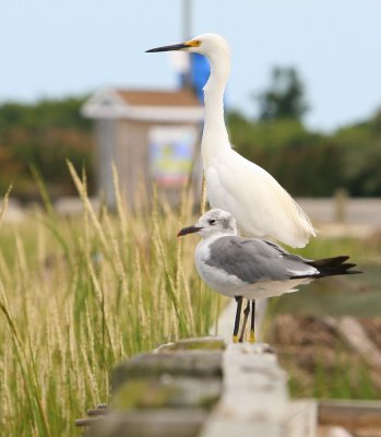 Egret and Seagull