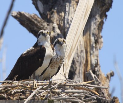 Osprey