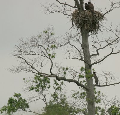 Eagle's Nest and Racoon
