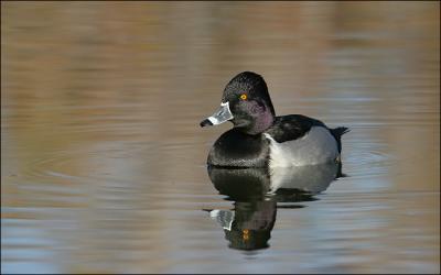 ring-necked golden water